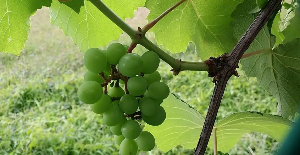hdb-grapes