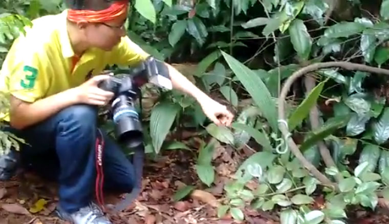 These are not real nature photographers at Bukit Timah Nature Reserve. They  kept poking the snake.  - News from Singapore, Asia and  around the world