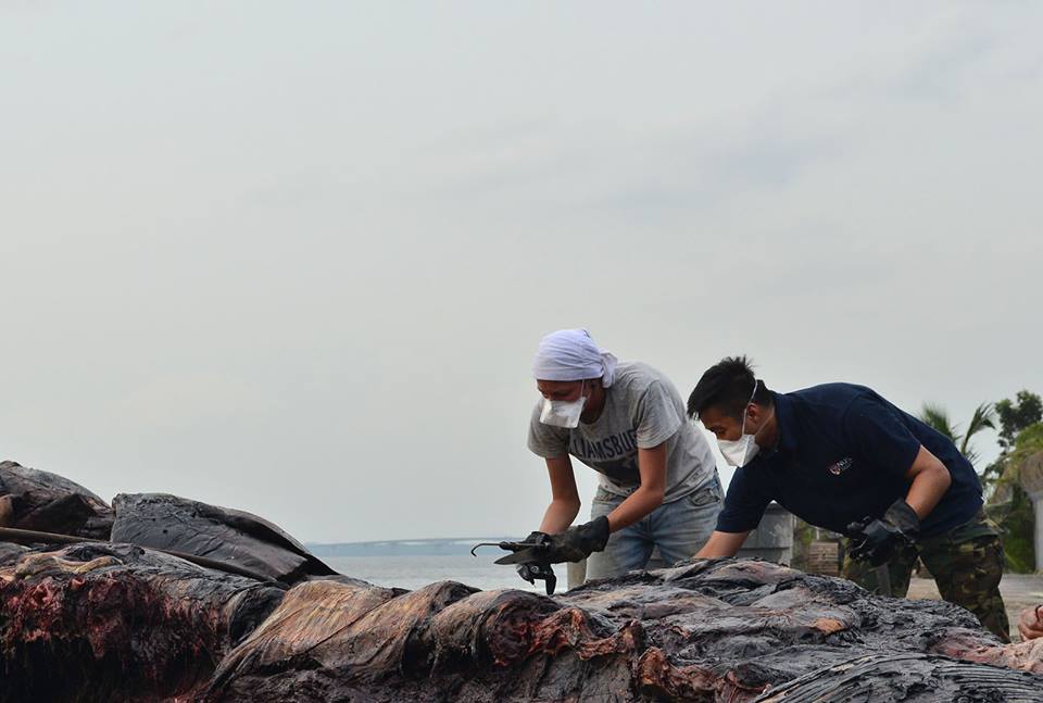 singapore whale 2