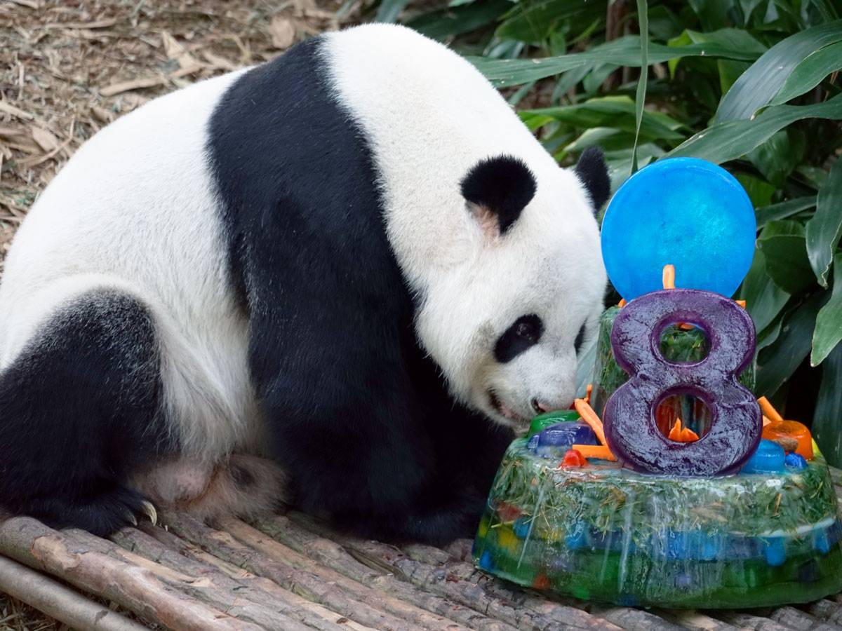 Kai Kai turned 8 earlier this month. (Source: Wildlife Reserves Singapore Facebook page)