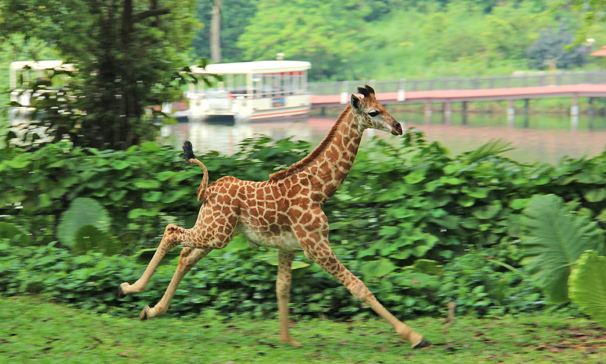 Photo courtesy of Wildlife Reserves Singapore