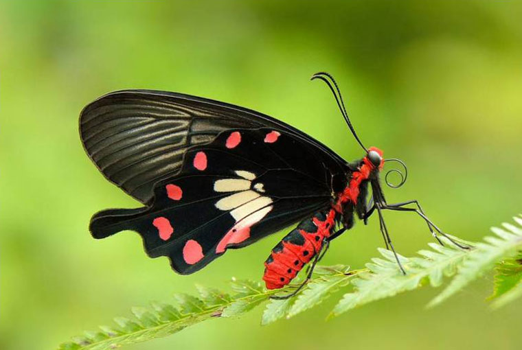 common-rose-butterfly-nature-society-singapore
