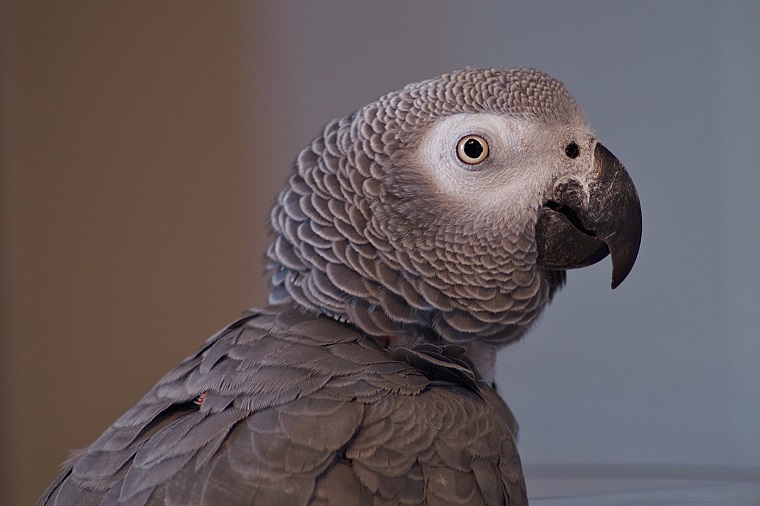 Image from Flickr