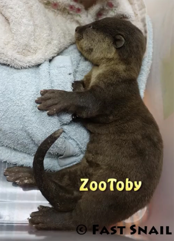 zootoby-otter-pup-02