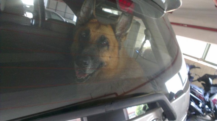 dog 2