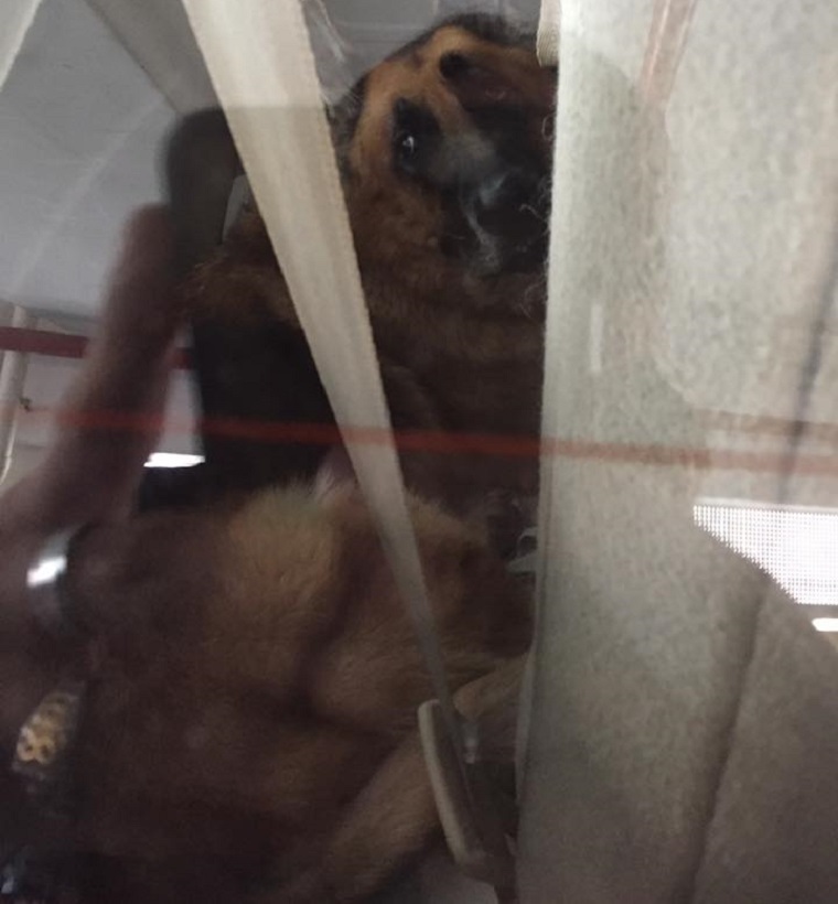 dog3