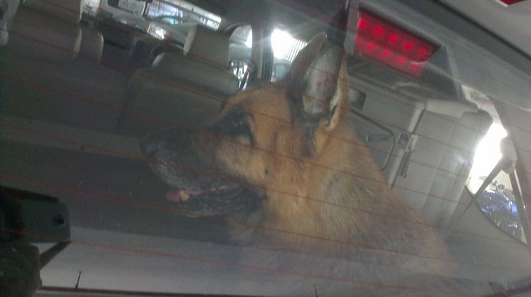dog4