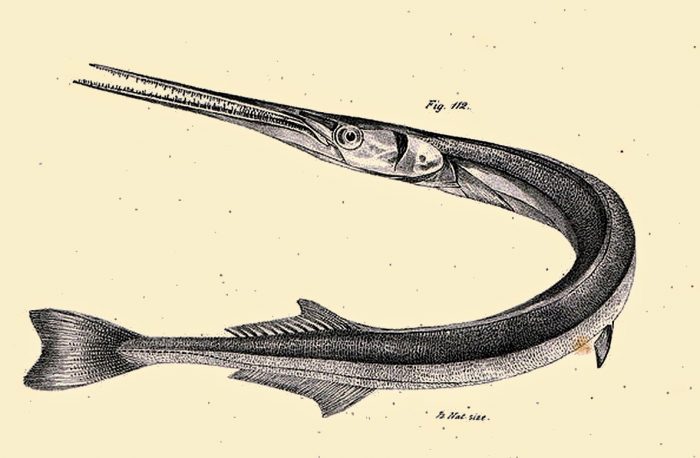 Garfish from the legend of Bukit Merah