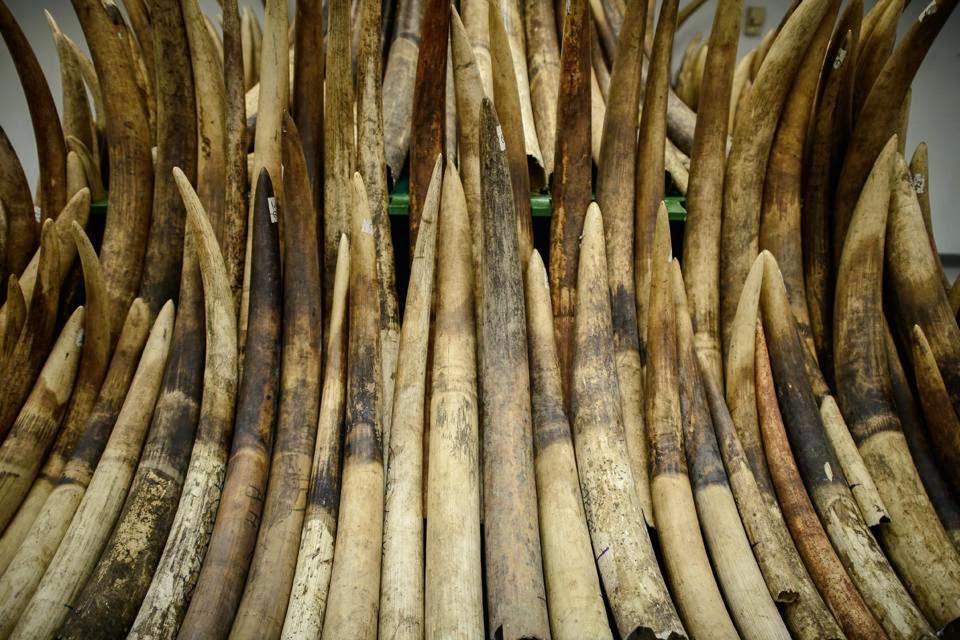 seized elephant tusks