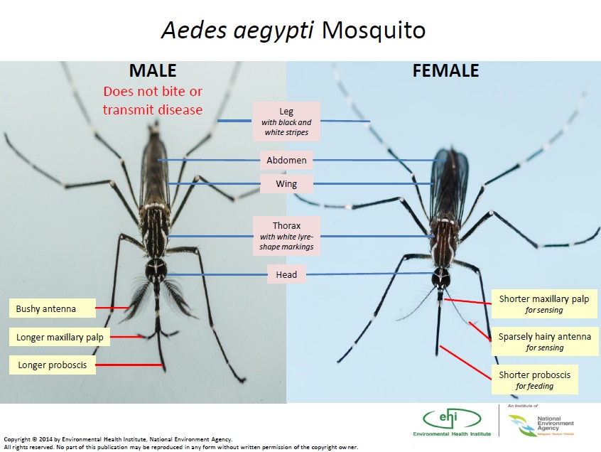 Differences between a male aedes mosquito and a female aedes mosquito. Source : NEA Website