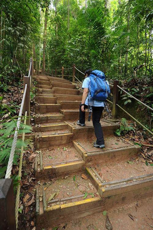 Bukit Timah Nature Reserve Reopens After 2 Year Restoration Mothership Sg News From