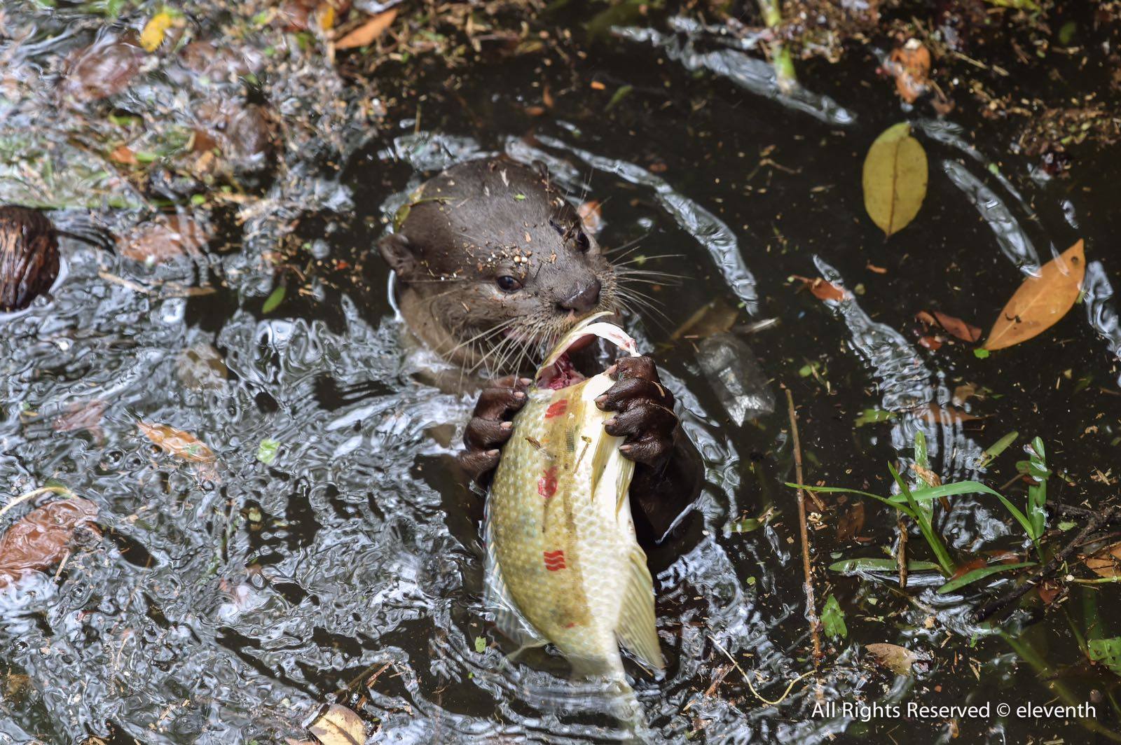 Photo courtesy of Alvin Tan, OtterWatch