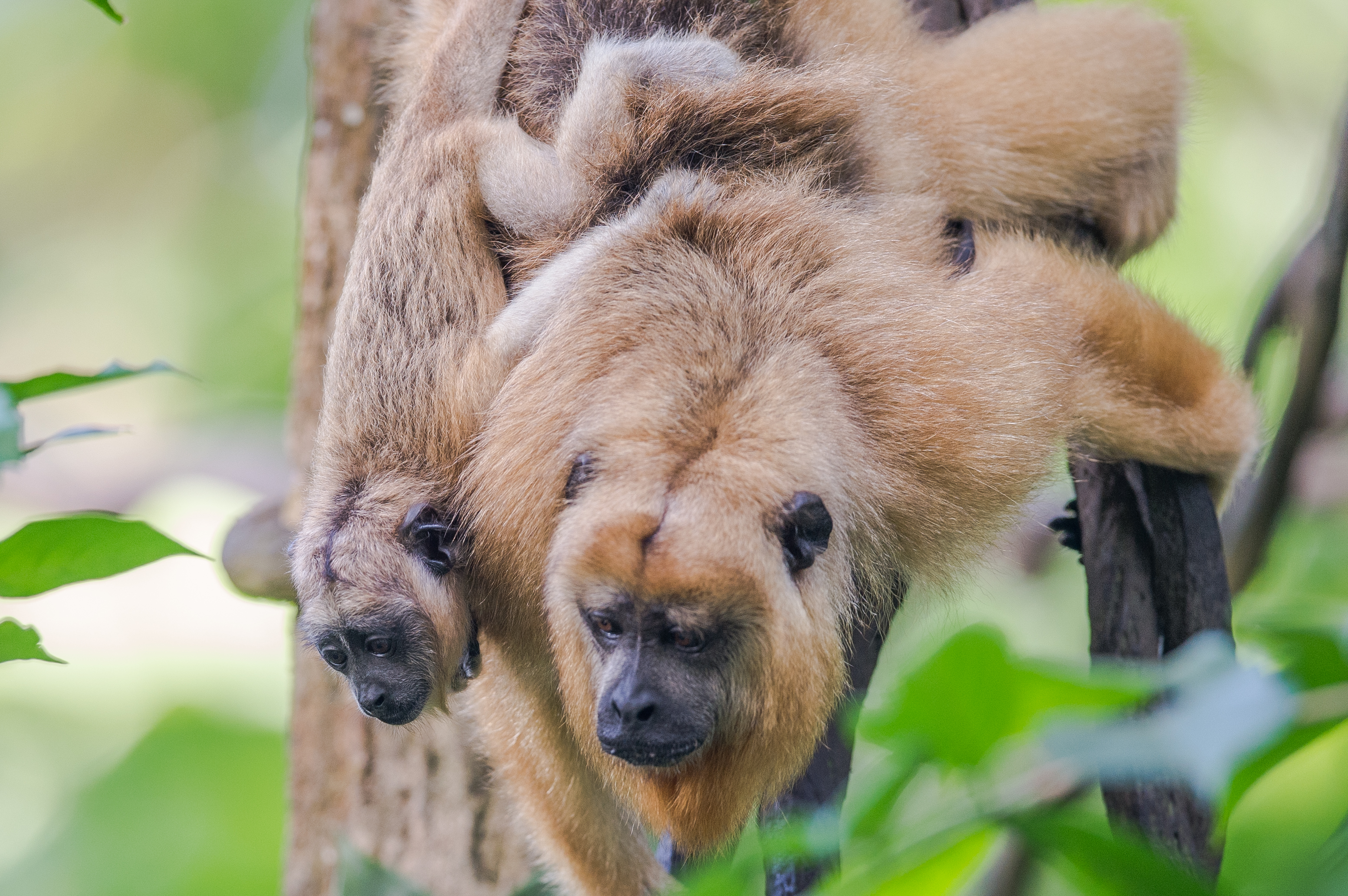 Photo courtesy of Wildlife Reserves Singapore 