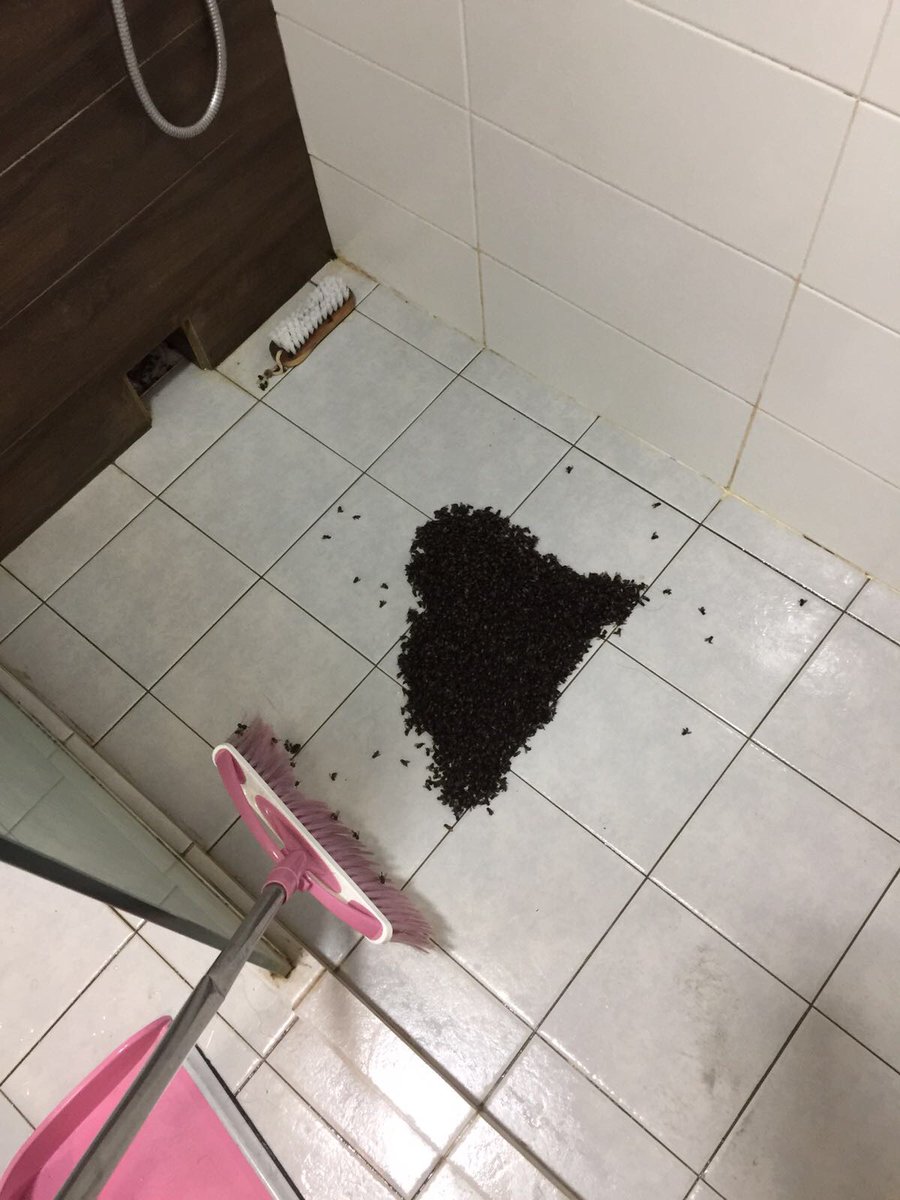 Swarm of bees appeared in Punggol resident's bathroom shower head