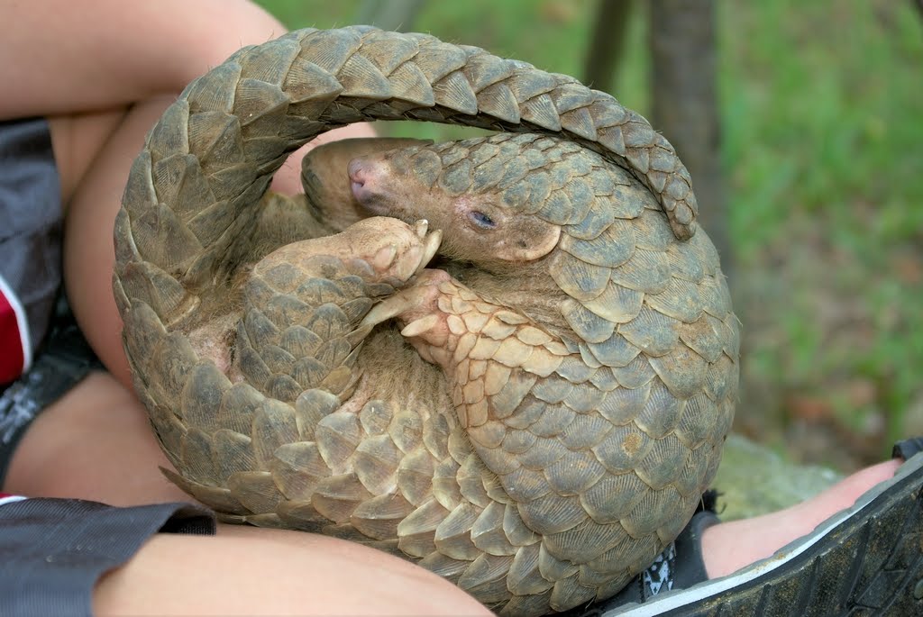 Pangolin101114_158