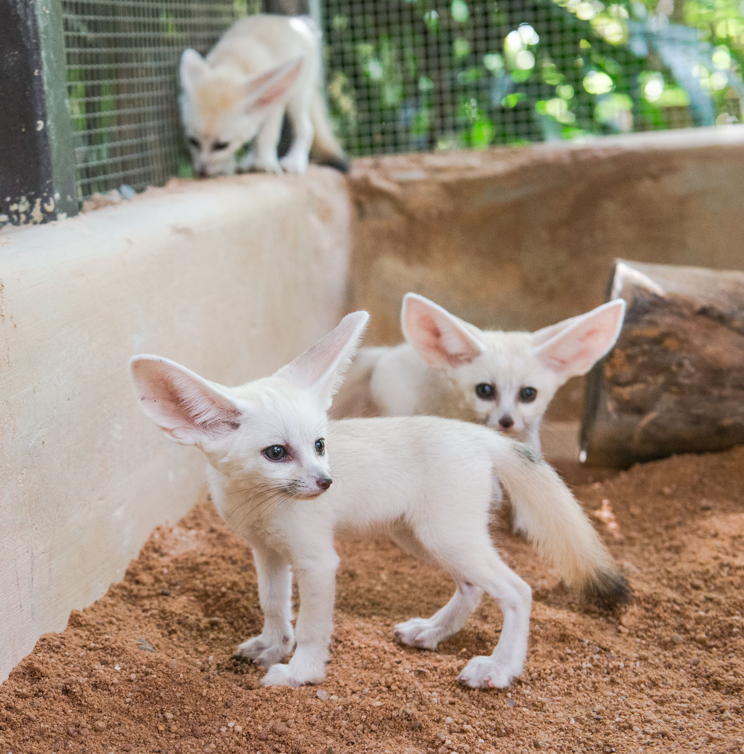 Photo courtesy of Wildlife Reserves Singapore 