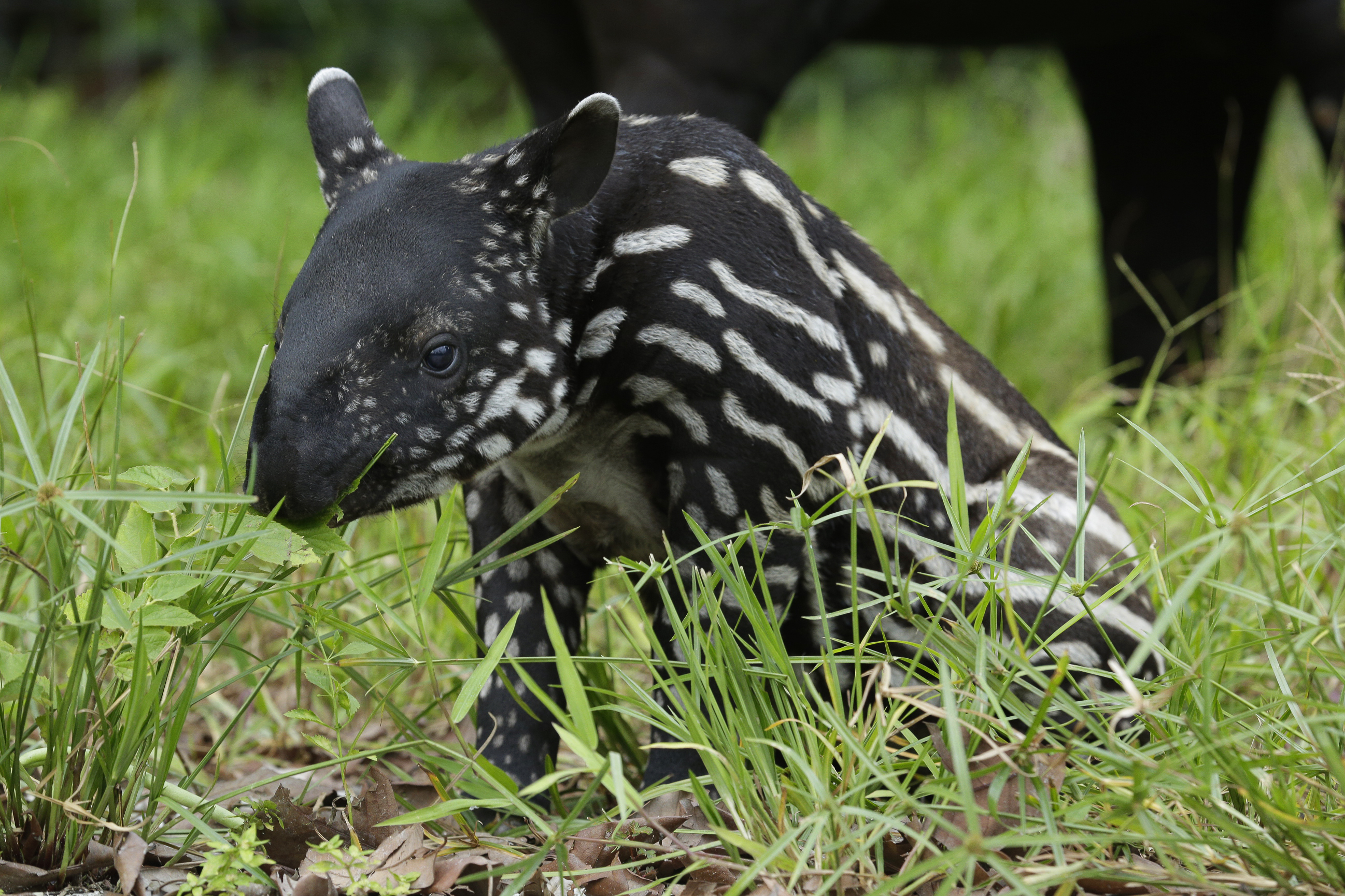 Photo courtesy of Wildlife Reserves Singapore 