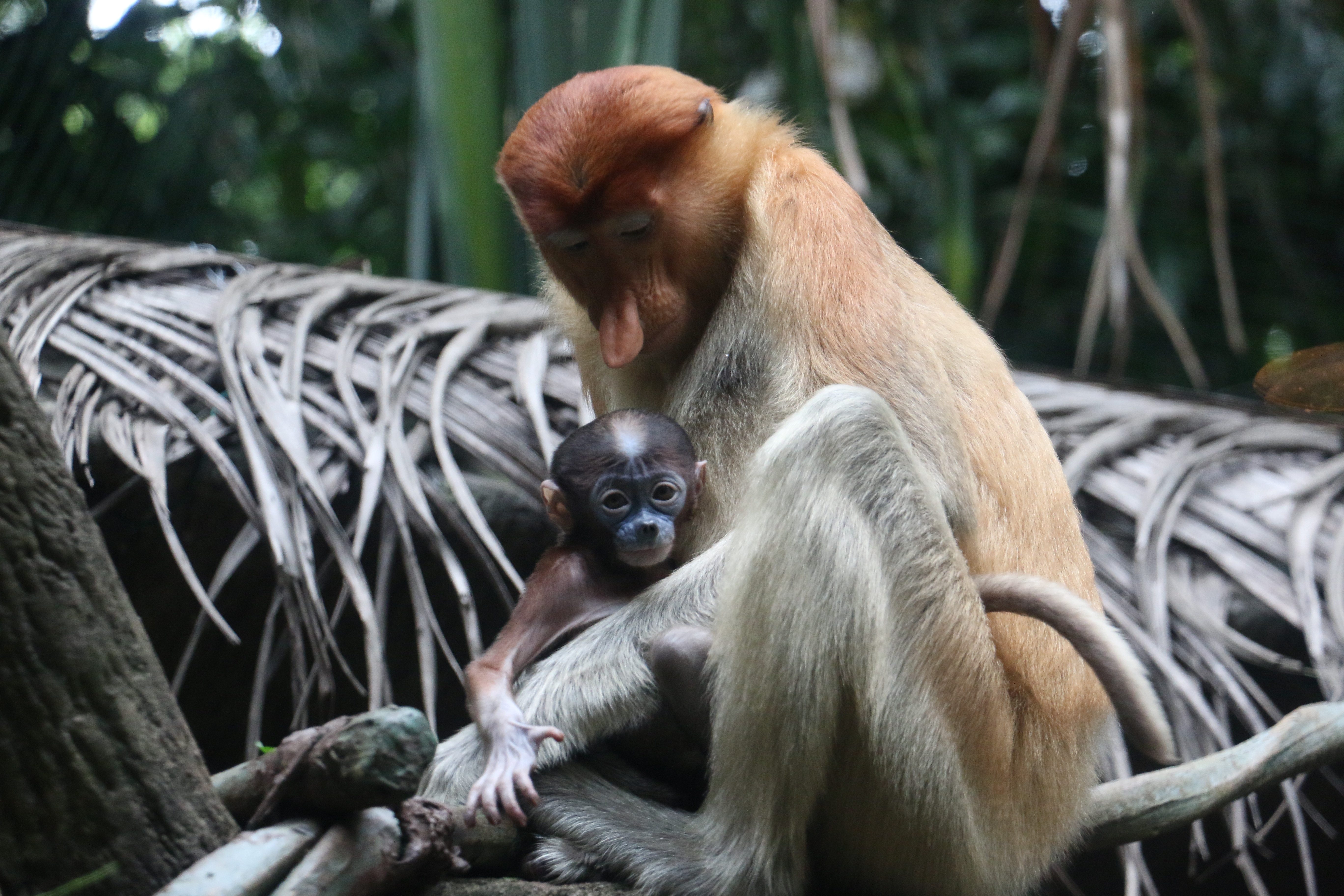 Photo courtesy of Wildlife Reserves Singapore 