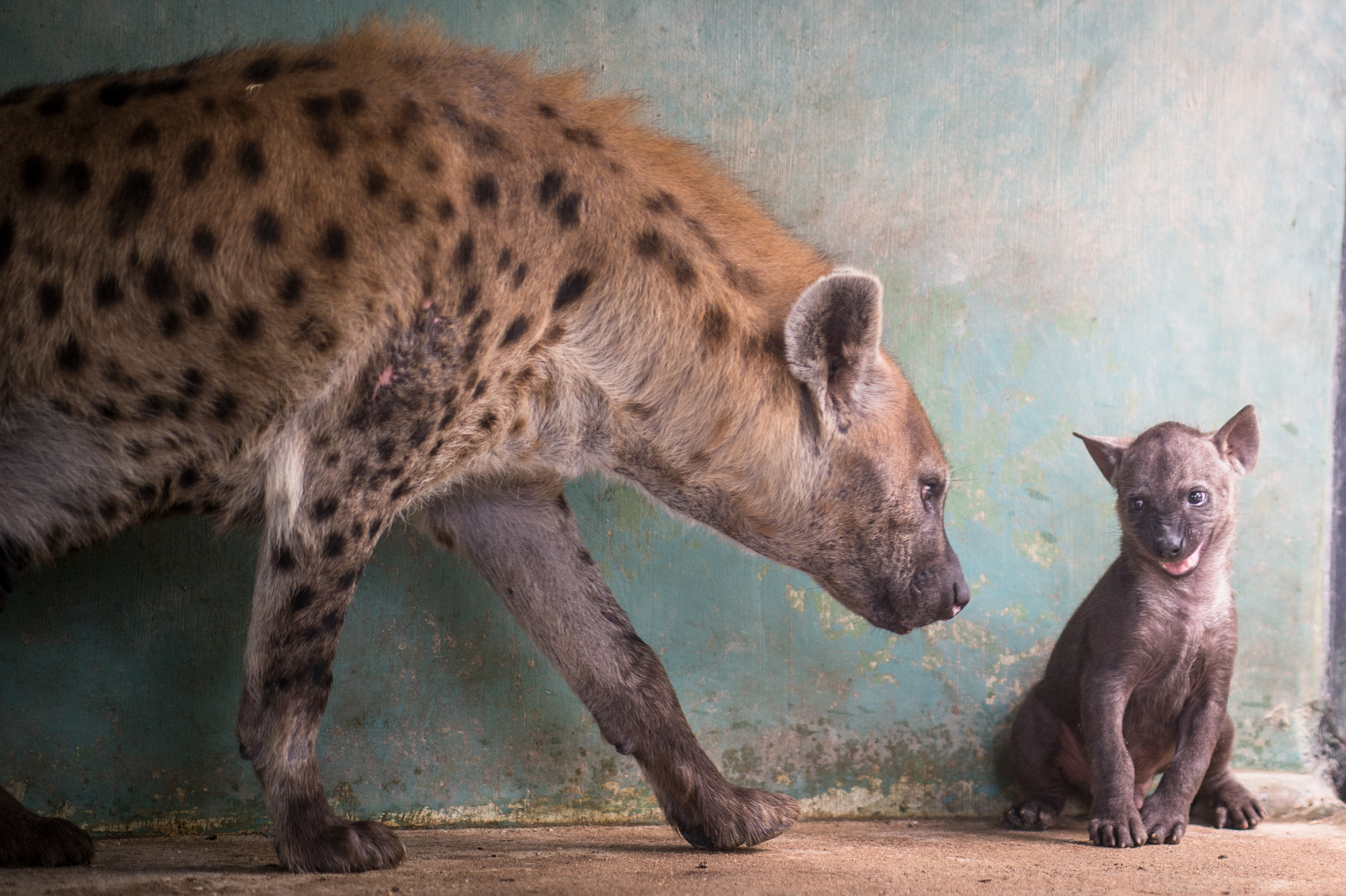 Photo courtesy of Wildlife Reserves Singapore 