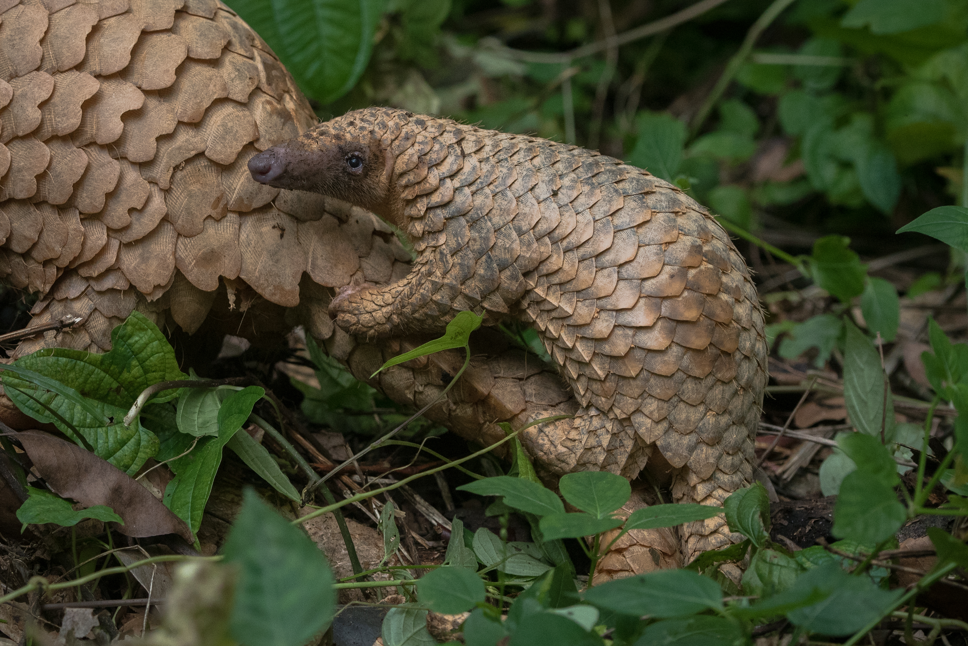 Photo courtesy of Wildlife Reserves Singapore 