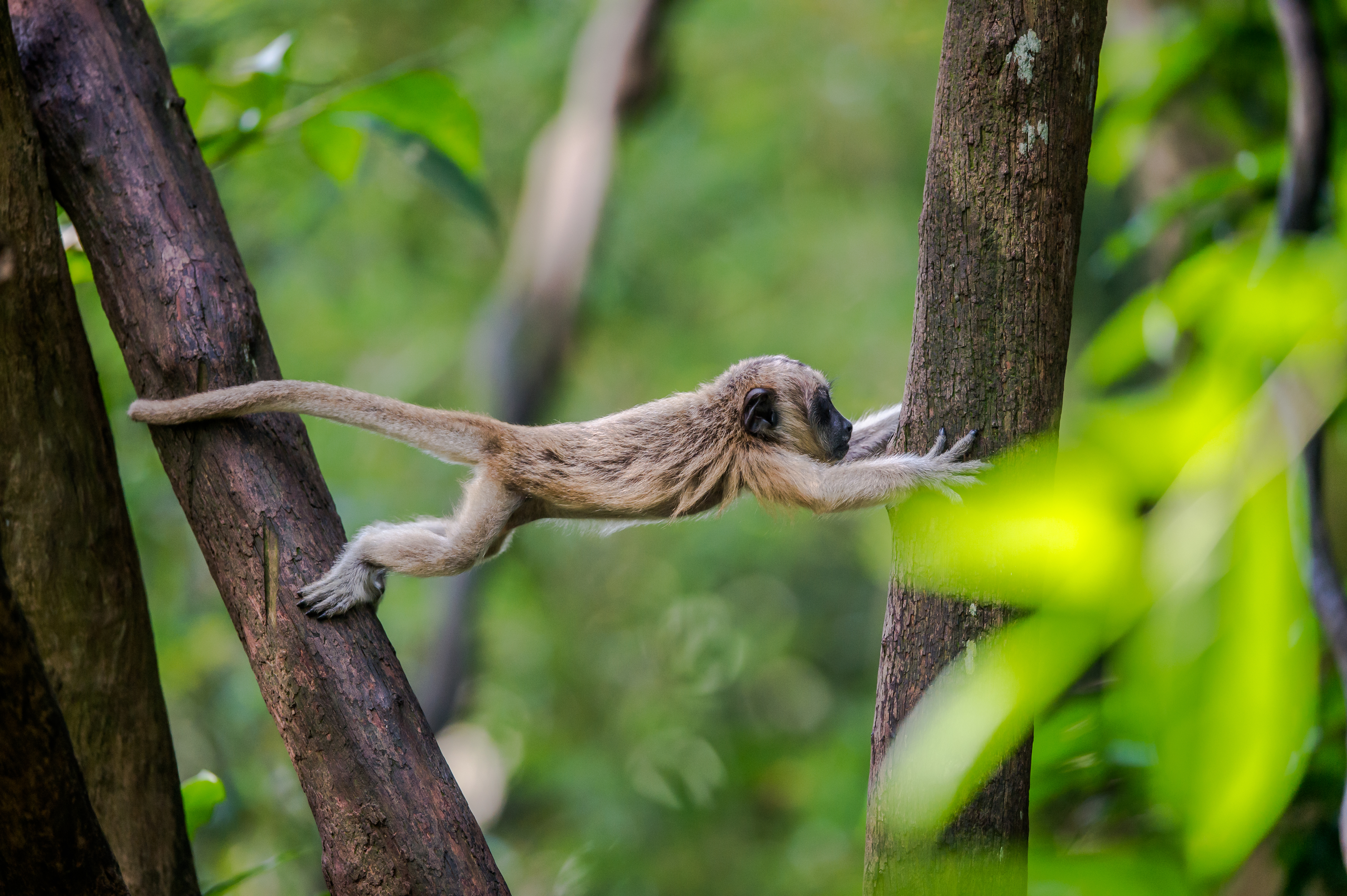 Photo courtesy of Wildlife Reserves Singapore 