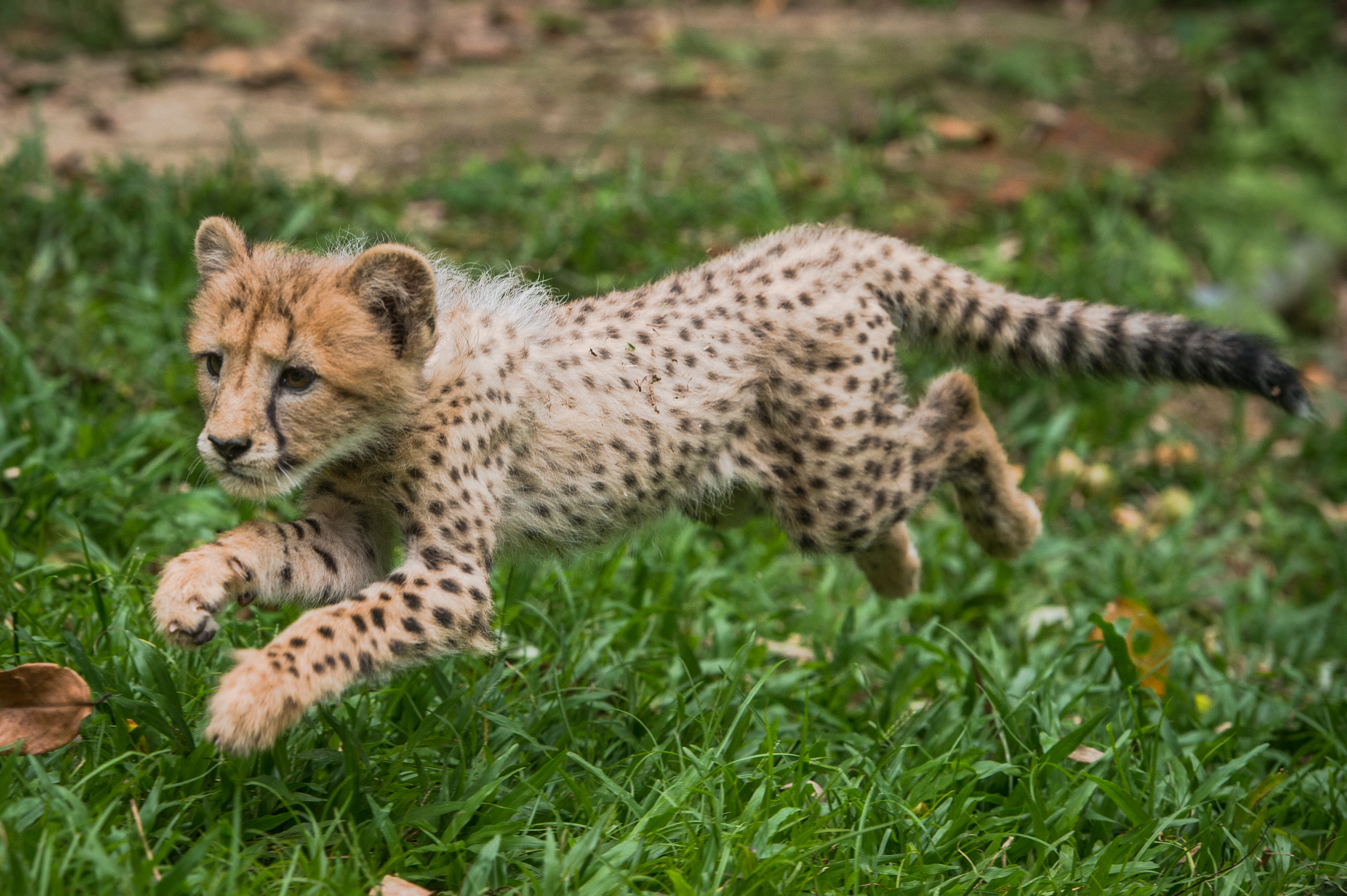 Photo courtesy of Wildlife Reserves Singapore 