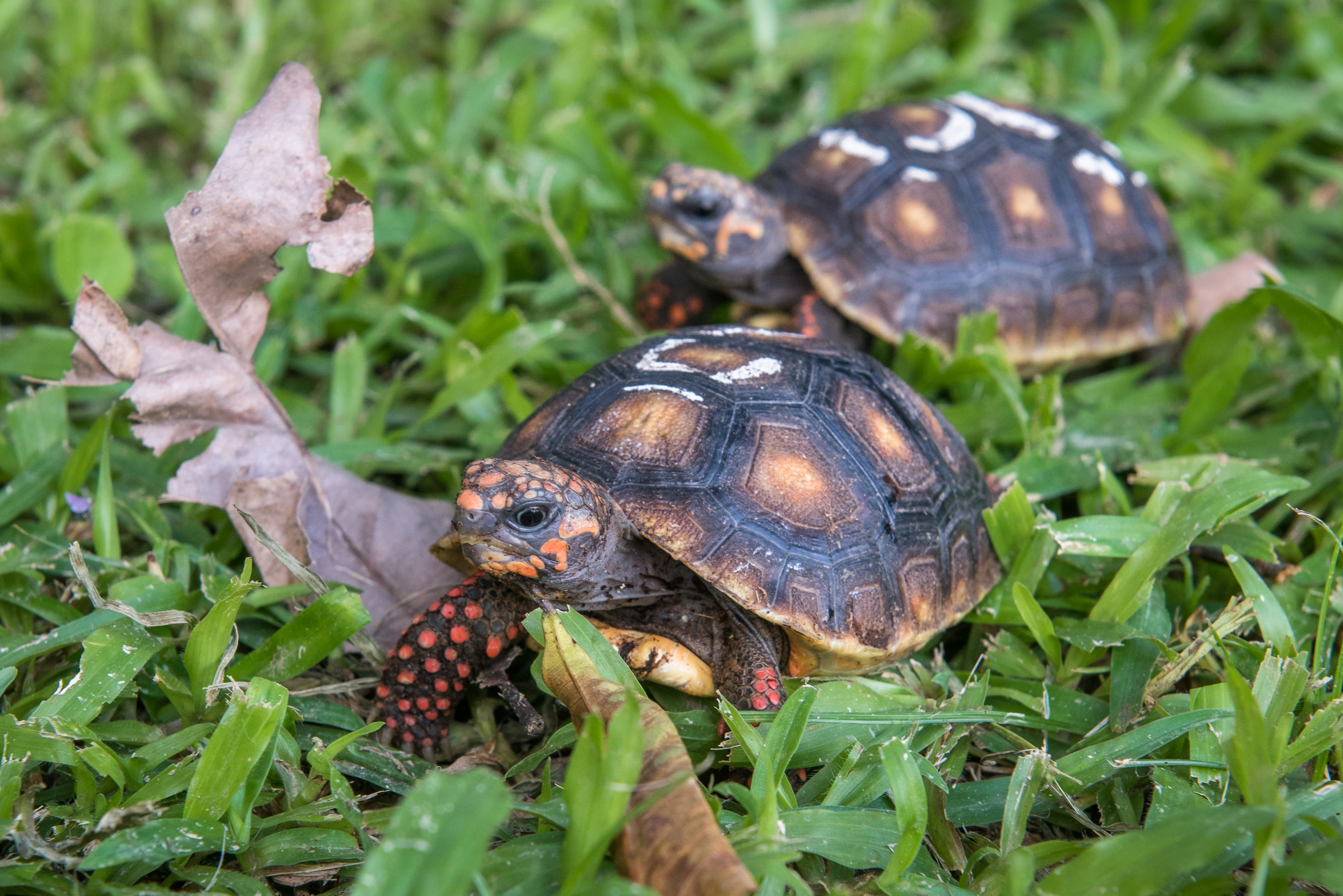 Photo courtesy of Wildlife Reserves Singapore 