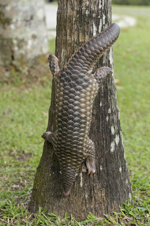 image-3_baby-pangolin-climbs-tree_wrs