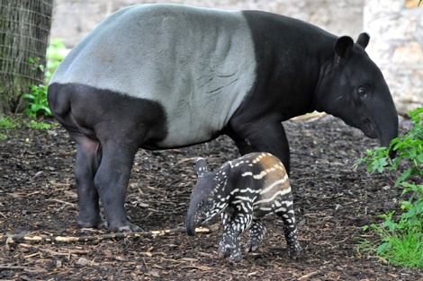 tapir