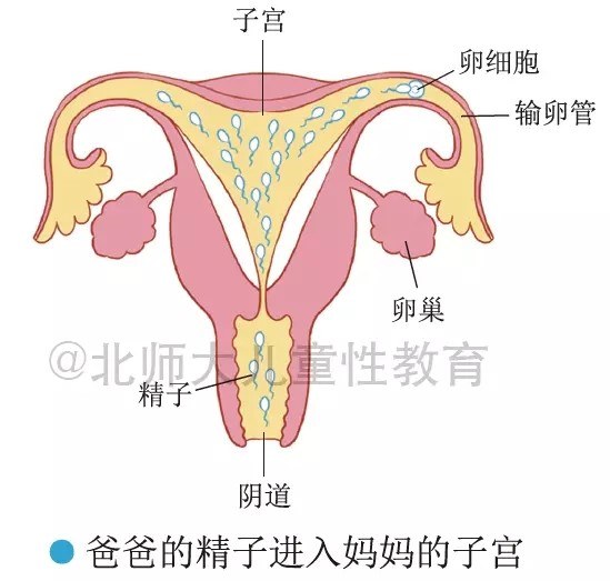 Dad's sperm entering mum's womb. (Source: Weibo)