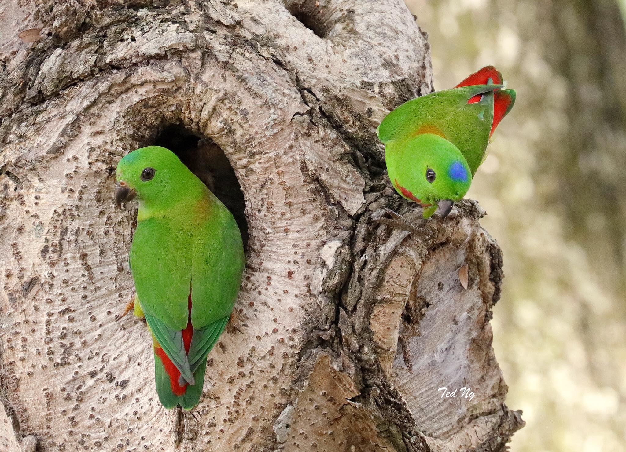 small green parrot