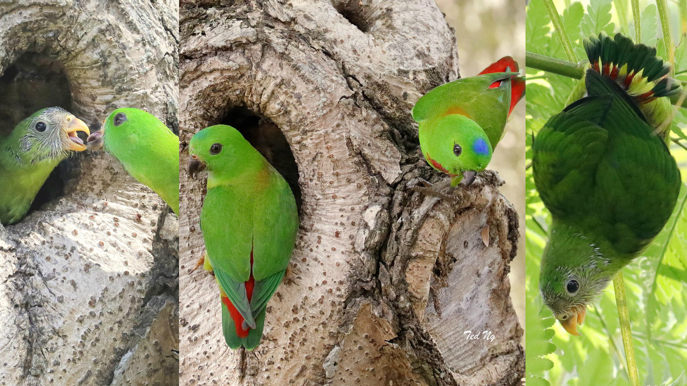 Just a family of rare green parrots hanging out from a tree near Pek Kio  market  - News from Singapore, Asia and around the world