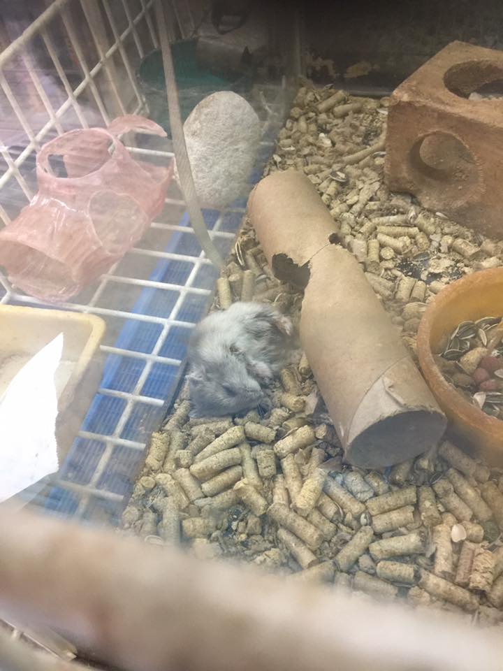 AVA investigating Toa Payoh pet shop, animals on sale died & looked ill