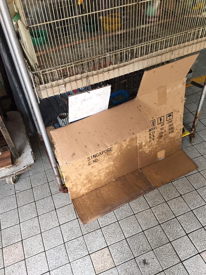 AVA investigating Toa Payoh pet shop, animals on sale died & looked ill