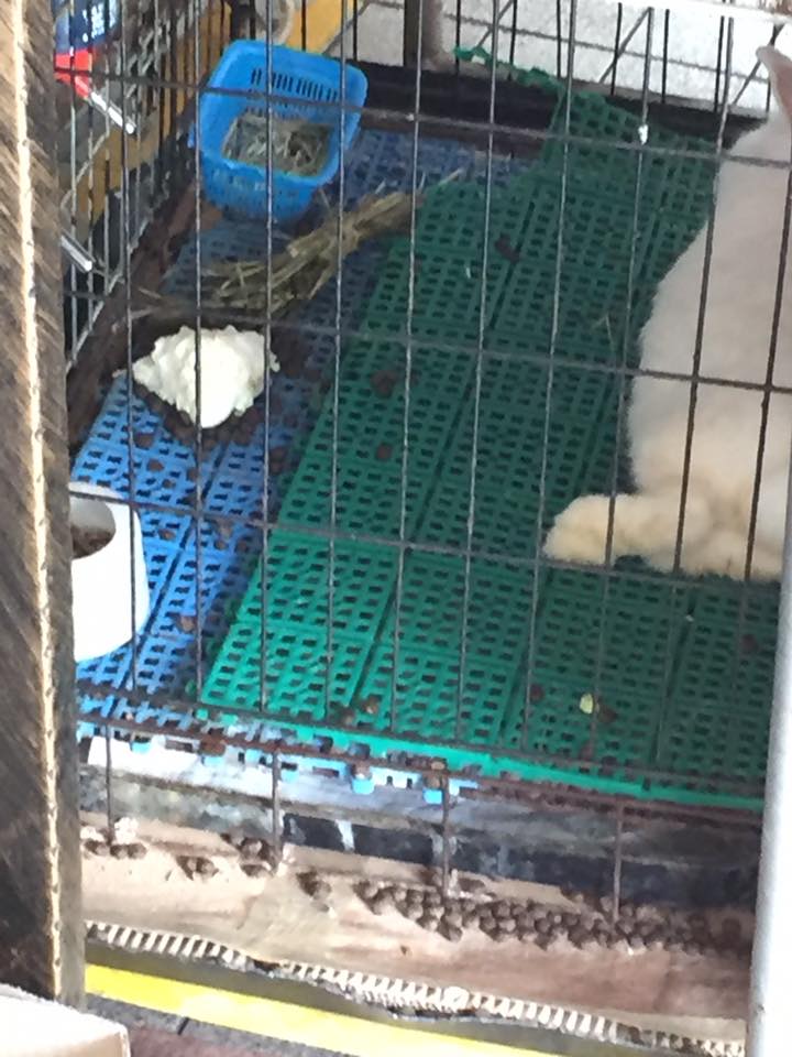 AVA investigating Toa Payoh pet shop, animals on sale died & looked ill