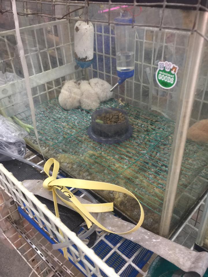 AVA investigating Toa Payoh pet shop, animals on sale died & looked ill