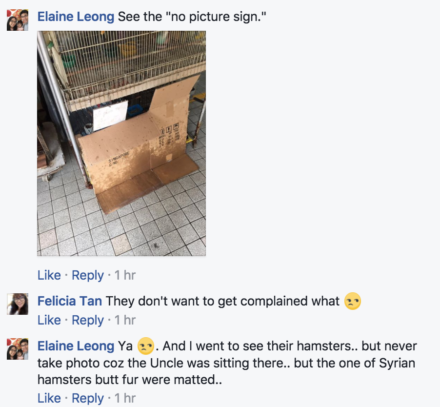 AVA investigating Toa Payoh pet shop, animals on sale died & looked ill