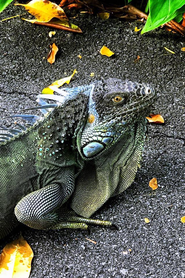 1-metre exotic Green Iguana spotted at Jalan Ahmad Ibrahim - Mothership ...