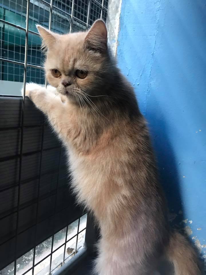 15 pedigree cats up for adoption in S'pore: Bengal, Persian & Exotic  Shorthair included  - News from Singapore, Asia and around  the world