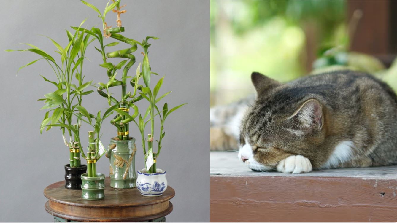 Lucky Bamboo, a popular indoor plant during CNY, is poisonous to dogs