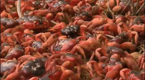 christmas-island-crabs.gif