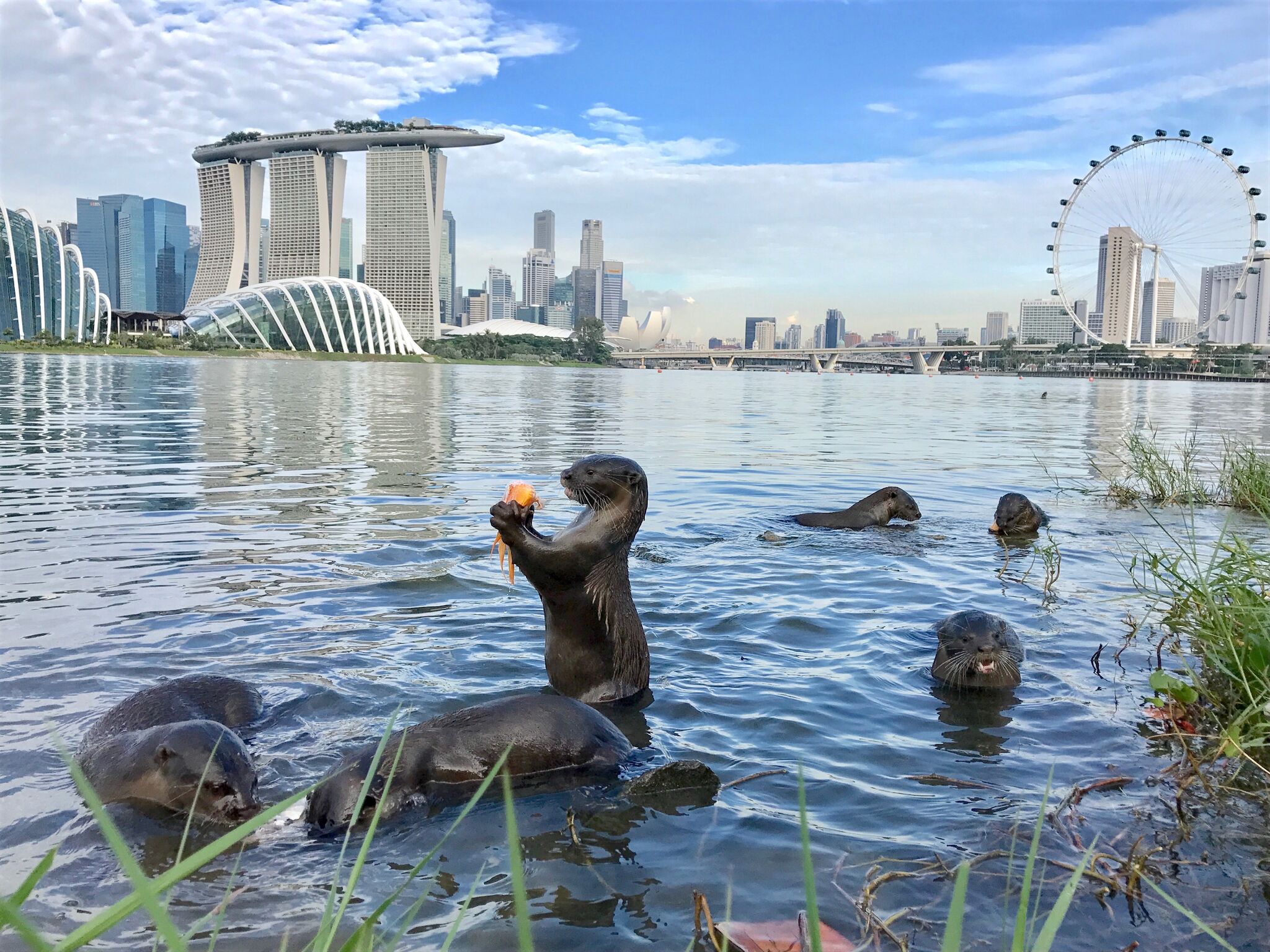 Bishan otter family photo wins competition judged by Nat Geo