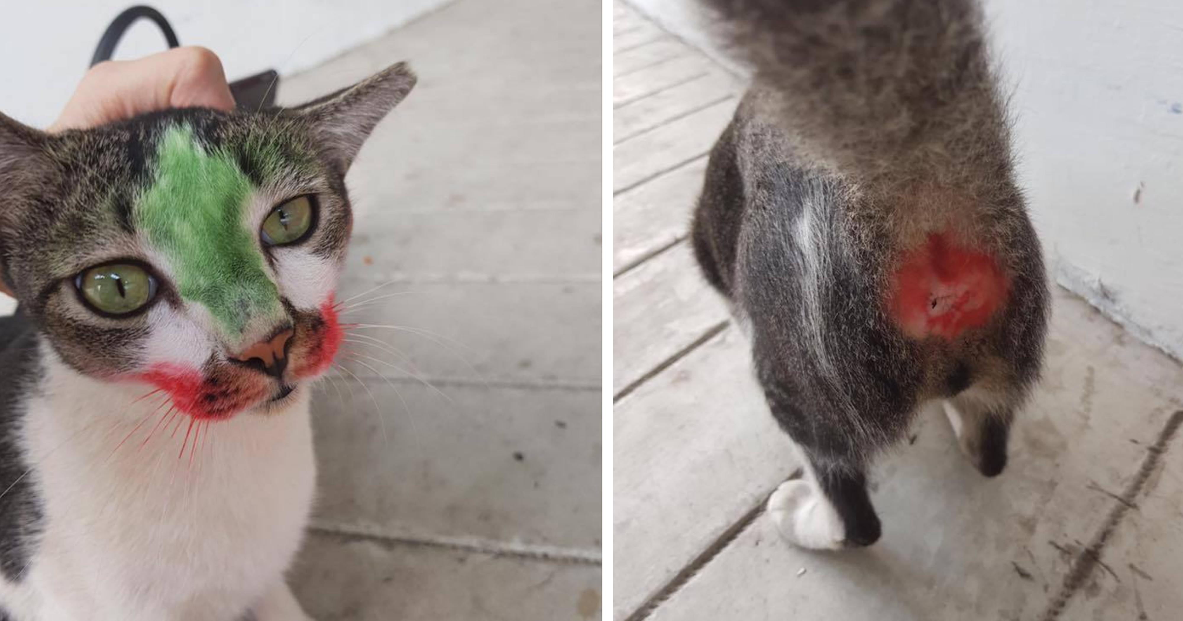 Gentle cat at Tampines has face & butt coloured with markers