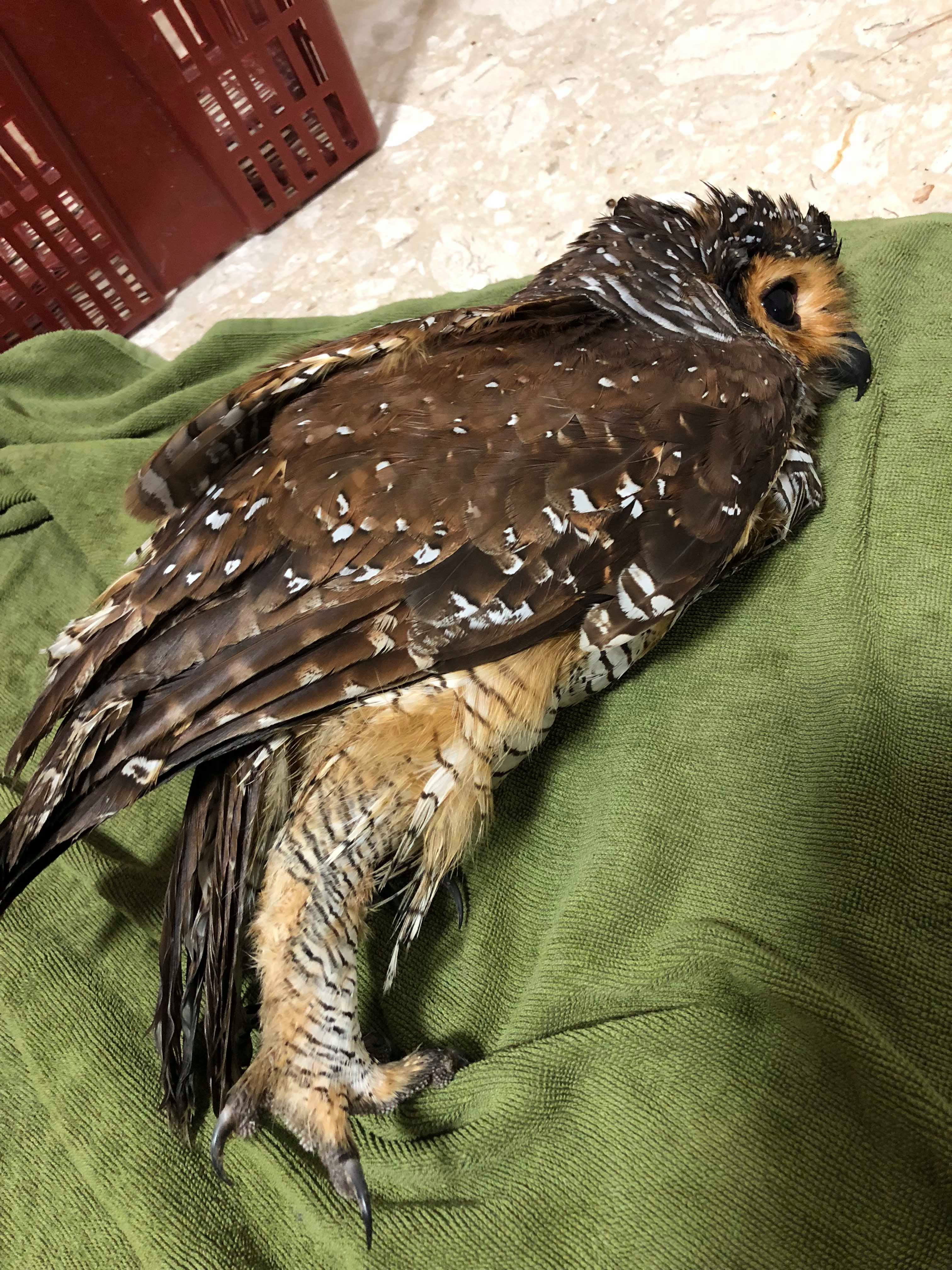 Nationally endangered owl flies into HDB window in Jurong West, injures ...