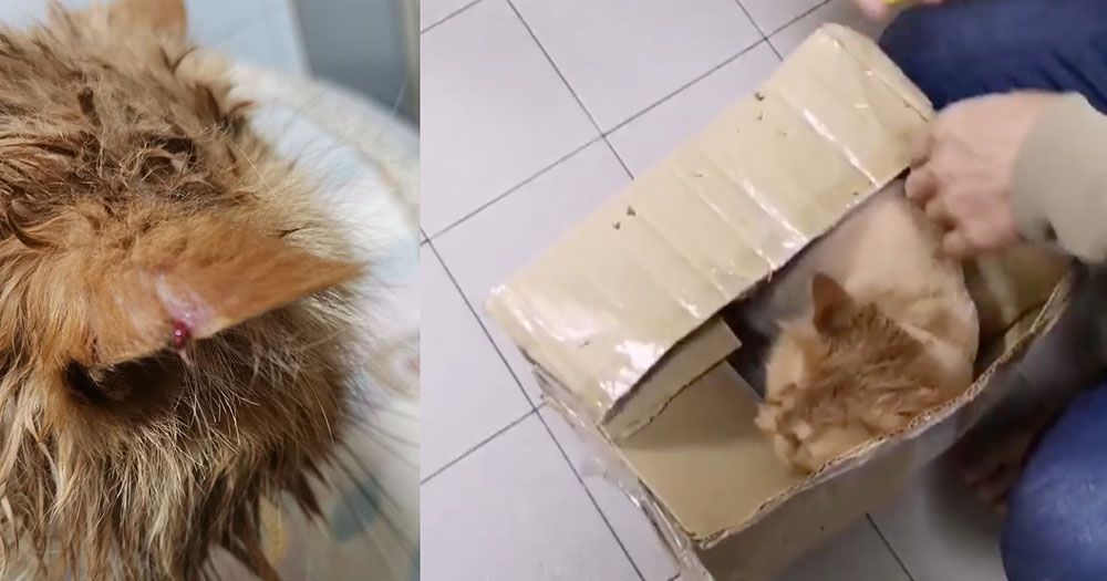 Cat in S'pore sent home in cardboard box after grooming left
