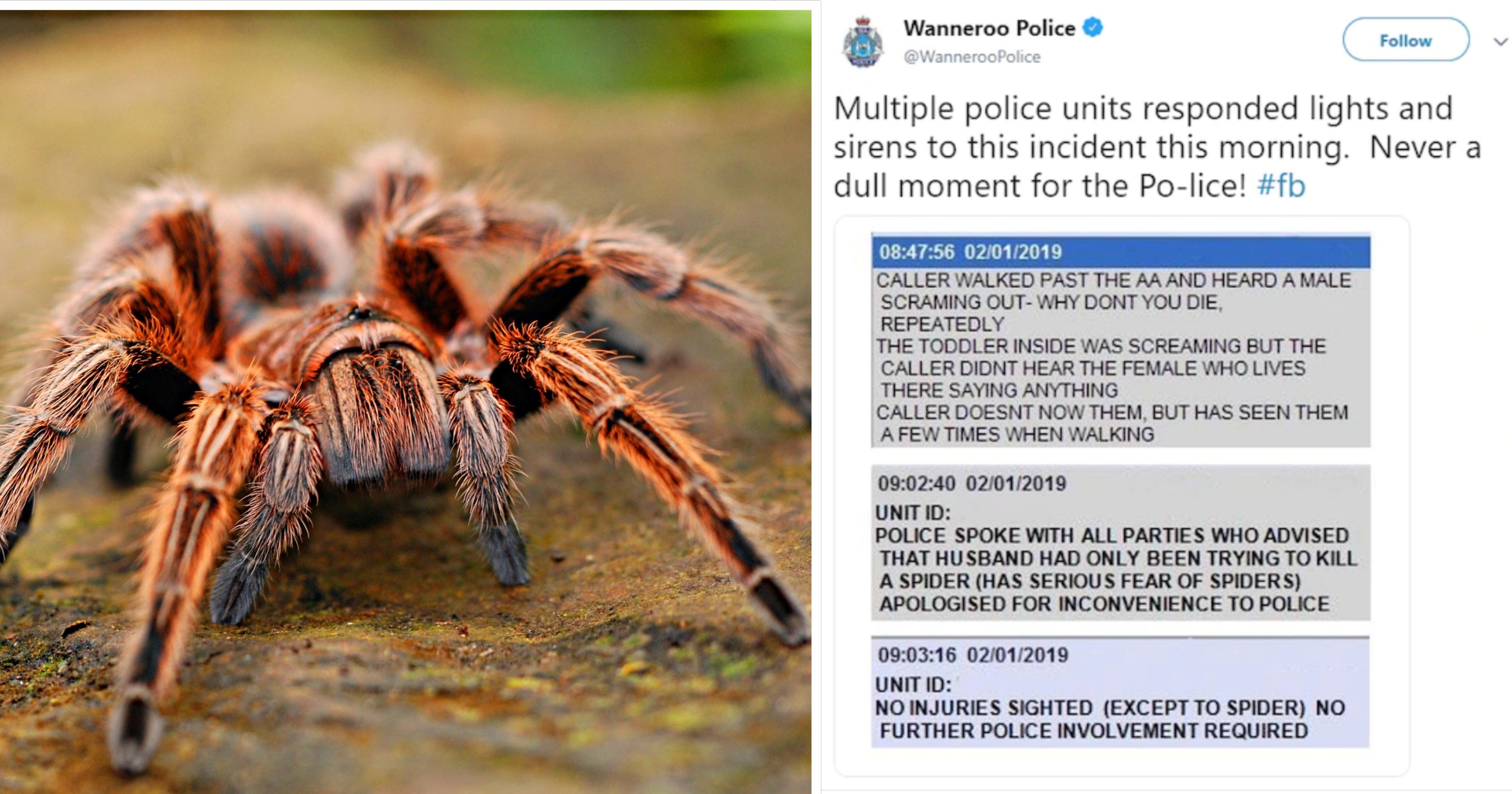 Australian man trying to kill spider sparks police involvement after ...