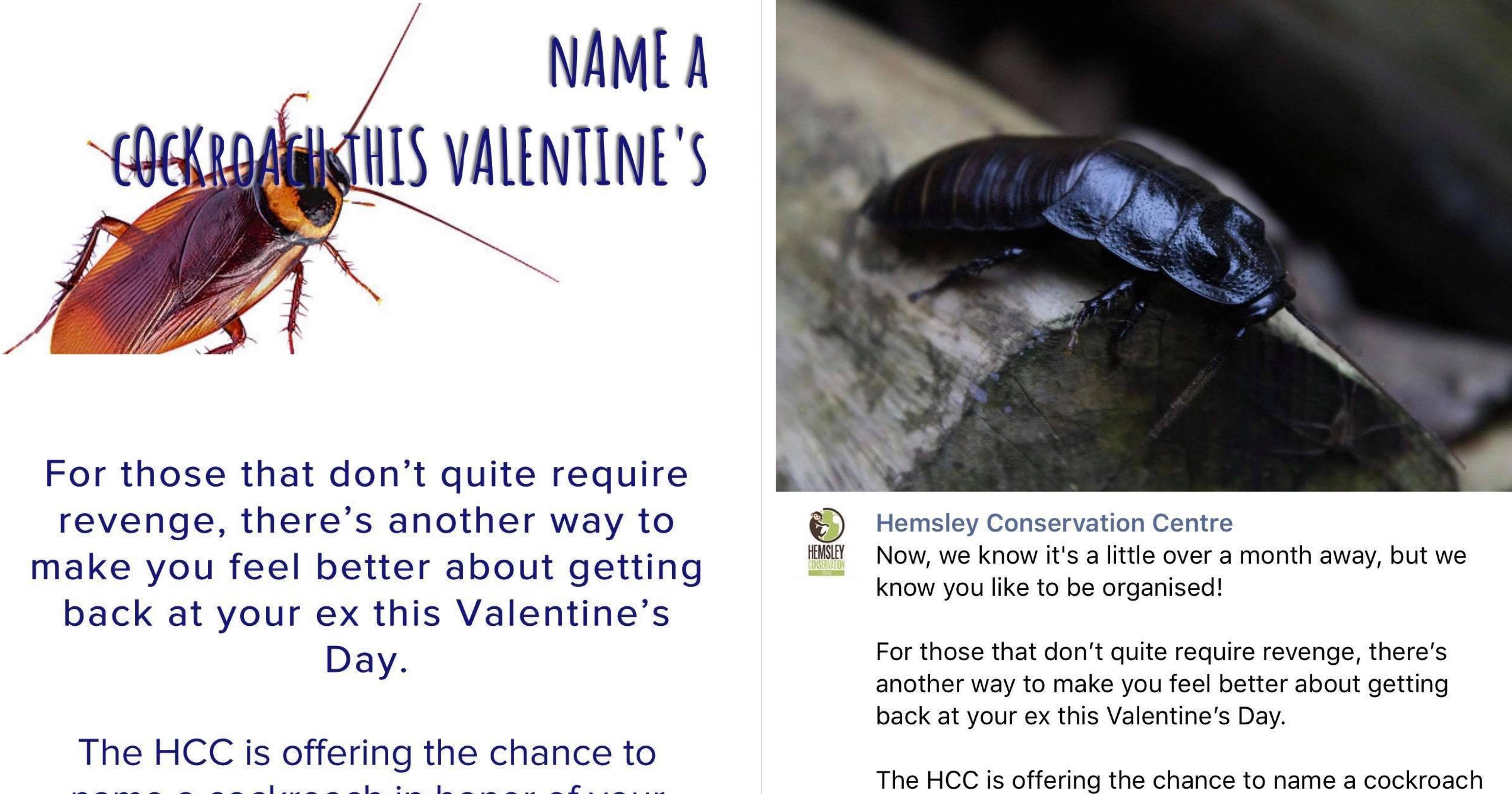 UK Zoo lets you name a cockroach after your ex for ...