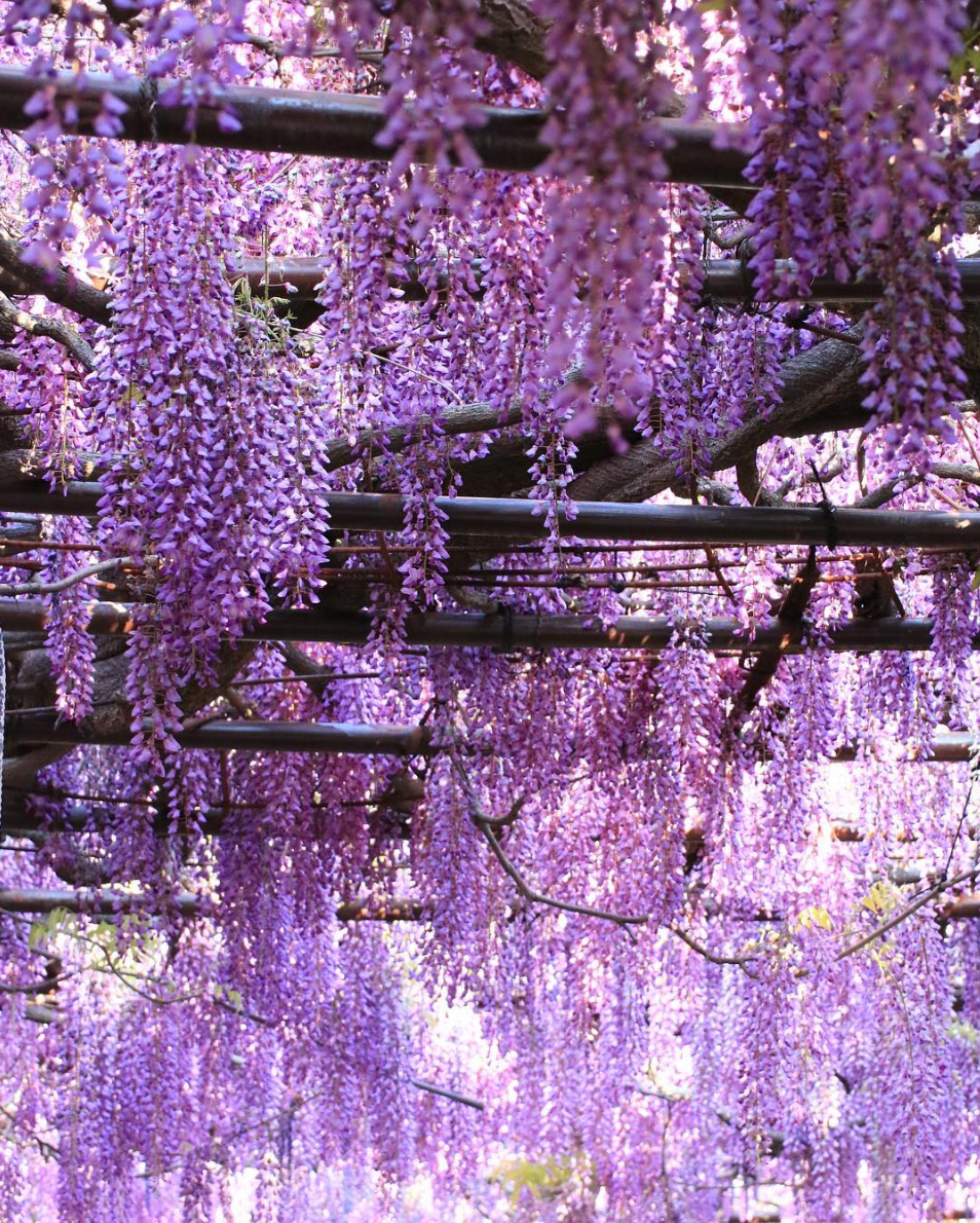 Japanese wisteria 'Royal Purple' (Wisteria floribunda 'Royal Purple')  Flower, Leaf, Care, Uses - PictureThis