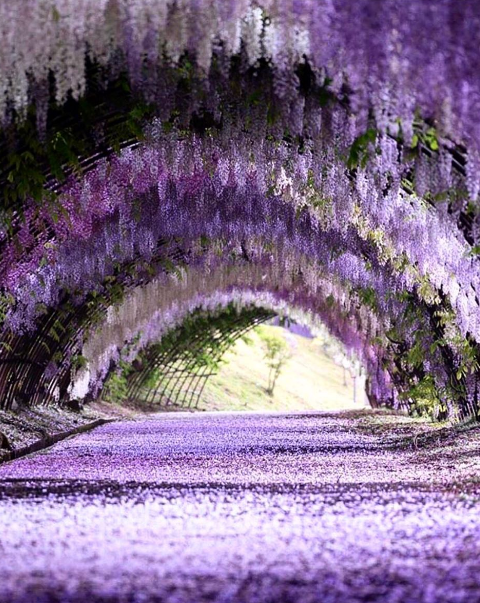 Japanese wisteria 'Royal Purple' (Wisteria floribunda 'Royal Purple')  Flower, Leaf, Care, Uses - PictureThis