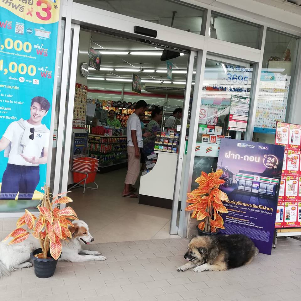 Warm doggos chill near 7-Eleven stores in Thailand to ...
